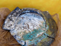 Platte aus Keramik und Glas